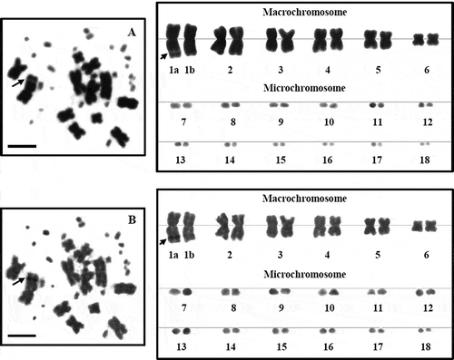 Figure 4. Metaphase chromosome plates and karyotypes of female L. boehmei, 2n = 36, by conventional straining (A) and Ag-NOR banding (B). The secondary constrictions or nucleolar organizer regions (NORs) appear on the subtelomeric region of the long arm of the largest metacentric chromosome pair 1a (arrow). Scale bars indicate 5 µm.