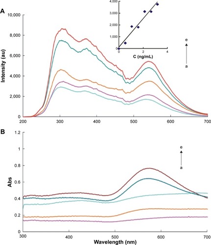 Figure 3 RRS and absorption spectra of GONR6-Ab-mAlb-HAuCl4-H2O2.Notes: (A) a: 0.21 mmol/L HAuCl4 + 0.006% H2O2 + 2.34 ng/mL GONR6 + 3.3×10−7 mol/L VBB + 3.3 ng/mL Ab; b: a + 0.53 ng/mL mAlb; c: a + 1.06 ng/mL mAlb; d: a + 2.12 ng/mL mAlb; e: a + 2.65 ng/mL mAlb. (B) a: 0.21 mmol/L HAuCl4 + 0.006% H2O2 + 2.34 ng/mL GONR6 + 3.3×10−7 mol/L VBB + 3.3 ng/mL Ab; b: a + 0.53 ng/mL mAlb; c: a + 1.59 ng/mL mAlb; d: a + 2.12 ng/mL mAlb; e: a + 2.65 ng/mL mAlb.Abbreviations: RRS, Rayleigh scattering; GONR, graphene oxide nanoribbon; Ab, antibody; mAlb, microalbumin; VBB, Victoria blue B.