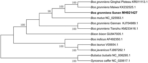 Figure 1. Phylogenetic relationships of 12 species based on protein-coding genes using the neighbour-joining (NJ) methods. The bootstrap values from 1000 replicates are shown next to the branches.