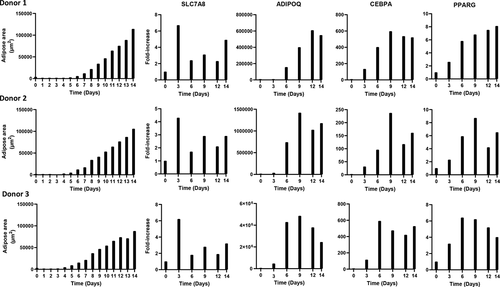 Figure 4. Adipose area per donor and adipogenic gene expression during the 14-day adipogenic differentiation