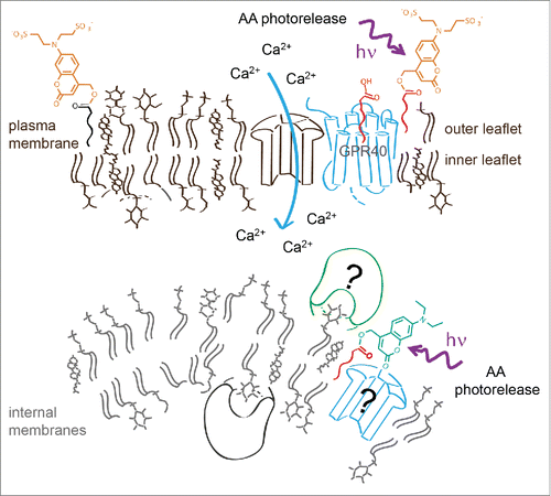 Figure 1. Controlled AA photorelease at different cellular membranes determined by using sulfonated and neutral caging groups. The negatively charged group prevents passage of the caged lipid over the plasma membrane, thus restricting its distribution to the outer membrane leaflet. Photorelease of AA at the plasma membrane or at internal membranes leads to significantly different modulation of intracellular calcium dynamics.