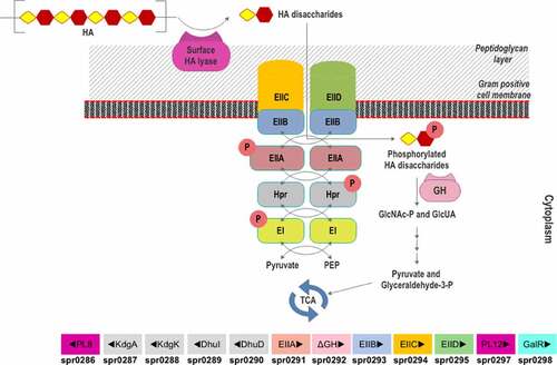 Figure 7. Scheme of HA utilization by Streptococcus pneumoniae R6. Extracellular HA is acquired and fragmented by a surface hyaluronidase to unsaturated HA disaccharides. Internalization of HAΔdi occurs via the phosphorylation-dephosphorylation cascade of PTS subunits (EI and EIIA-EIID), HPr protein, pyruvate, and phosphoenolpyruvate (PEP). The GlcNAc-phosphorylated HAΔdi is decomposed into monosaccharides (GlcA and GlcNAc-P) in the cytoplasm by an unsaturated glycoside hydrolase (GH). The monosaccharides are funneled through various enzymatic reactions to the energy production pathway. The HA-gpPUL with the gene numbers of the bacteria is shown at the bottom. PL8: hyaluronidase; KdgA: 2-keto-3-deoxygluconate aldolase: KdgK: 2-keto-3-deoxygluconate kinase; DhuI: 4-deoxy-L-threo-5-hexosulose-uronate ketol-isomerase; DhuD: 2-keto-3-deoxy-D-gluconate dehydrogenase; EIIA-EIID: Enzyme complex II subunit A to D of PTS system; PL12: putative heparinase; GalR: galactose operon repressor type transcription regulator; EI: Enzyme complex I of PTS system; Hpr: Hpr protein of PTS system.