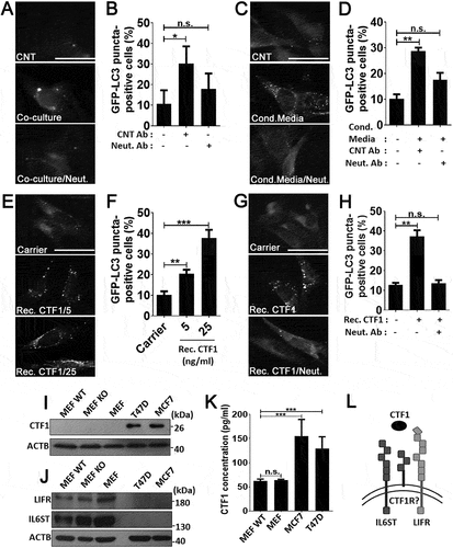 Figure 2. CTF1 was the responsible factor inducing autophagy in fibroblasts. Representative images (a) and quantification of GFP-LC3 positivity (b) in fibroblasts that were co-cultured in transwell plates with MCF7 breast cancer cells or not, in the presence of CTF1 neutralizing antibody (Neut. Ab) or control antibody (CNT Ab) (mean ± SD of independent experiments, n = 3, **: p < 0.01, n.s.: not significant). Representative images (c) and quantification of GFP-LC3 positivity (d) in fibroblasts that were treated with HEK-derived control conditioned media (Cond. Media) or CTF1 plus CTF1 neutralizing antibody (Neut. Ab) or control antibody (CNT Ab) (mean ± SD of independent experiments, n = 3, **: p < 0.01, n.s.: not significant). Representative images (e) and GFP-LC3 positivity quantifications (f) of autophagy in fibroblast treated with increasing doses of bacterial recombinant CTF1 protein (Rec. CTF1). Representative images (g) and quantification (h) of GFP-LC3 positivity in fibroblasts that were treated with bacterial recombinant CTF1 or CTF1 plus neutralizing antibody (Neut. Ab) were shown (mean ± SD of independent experiments, n = 3, **: p < 0.01; n.s.: not significant). (i) Endogenous CTF1 protein expression in wild-type (MEF-WT), atg5 KO (MEF KO) and GFP-LC3 transgenic (MEF) fibroblasts and T47D and MCF7 breast cancer cells. kDa, Molecular Weight in kilodaltons (j) Endogenous protein levels of CTF1 receptor components IL6ST/gp130 and LIFR in MEFs and breast cancer cells. (k) Graph depicting ELISA analysis of CTF1 secretion from MEFs and breast cancer cell lines (mean ± SD of independent experiments, n = 6, ***: p < 0.001). (l) Schematic representation of CTF1 receptors IL6ST/gp130, LIFR and CTF1 specific receptor (CTF1R?) and CTF1 (depicted as an oval). Scale bar: 20 µm.
