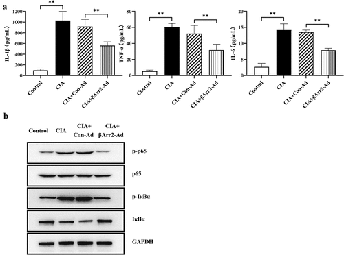 Figure 2. βArr2 reduced NF-κB-mediated inflammation in CIA mice. After constructing the CIA mice model, βArr2-Ad was injected into the ankle joint cavity once a week for 4 consecutive weeks. (a) The levels of IL-1β, TNF-α and IL-6 in serum were detected by ELISA. (b) The expressions of related protein of the ankle joints of mice were detected by Western blot