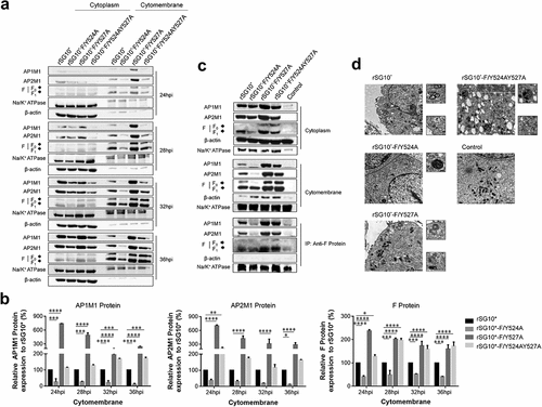 Figure 5. The viral F protein is transported by AP-1 and AP-2. (a) Expression of AP1M1 and AP2M1 in the membrane protein fraction was determined by western blot. BSR-T7/5 cells were infected with an NDV containing a wildtype (rSG10*) or mutant (rSG10*-F/Y524A, rSG10*-F/Y527A, or rSG10*-F/Y524AY527A) YLMY motif, at a multiplicity of infection of 0.1. The membrane protein was extracted, following the kit instructions, at different post-infection time points. (b) Quantitative analysis of AP1M1, AP2M1, and viral F protein expression levels, expressed as percentages of the levels for rSG10* (set at 100%). (c) a co-IP conducted on the membrane proteins. After cells were infected with an NDV containing a wildtype or mutant YLMY motif, the membrane protein fraction was extracted and used in an immunoprecipitation performed with an anti-F antibody. (d) TEM micrographs of infected cells at 36 hpi. White arrows mark the presence of many lysosomes and autophagosomes, and black arrows indicate transport vesicles in the cytoplasm. N, nucleus; ER, endoplasmic reticulum.