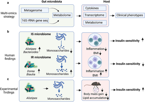 Figure 1. Gut microbiota carbohydrate metabolism’s role in insulin resistance. A. This study combines fecal metabolome, 16S rRNA gene sequencing, and metagenome data with host metabolome, transcriptome, and cytokine data to explore the role of gut microbiota in insulin resistance (IR). B. monosaccharides and carbohydrate degradation products are significantly elevated in IR. Metagenomic findings reveal enhanced poly- and disaccharide breakdown and utilization in IR, closely linked to fecal monosaccharides. These metabolites may influence host metabolic parameters, such as BMI, partially through specific cytokines. C. animal experiments show that oral administration of alistipes indistinctus, selected based on human cohort findings, reduces intestinal carbohydrate and lipid accumulation, ameliorating IR. Diagram created using BioRender.com, with figure elements adapted from Turnbaugh et al.Citation4 abbreviations: IR, insulin resistance; 16S rRNA, 16S ribosomal ribonucleic acid; BMI, body mass index.