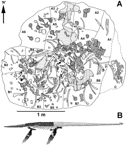 Fig. 2. A, Bone map of CM Zfr 145. A, B and C are the original blocks of rock recovered from the Waipara River field site; A1–A6 and B1–B8 denote the smaller blocks into which the two largest original blocks were split. Dark grey, vertebrae and detached neural spines; pale grey, gastralia; stipple, pelvic girdle elements; dashed, pectoral girdle elements; unshaded, limb bones and ribs. N, arbitrary north used for measuring orientations of long bones. B, Diagram showing (in black) the bones represented in CM Zfr 145.
