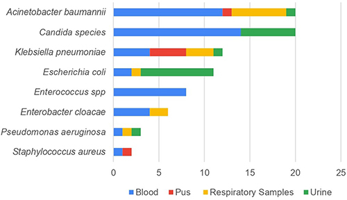 Figure 1 Organisms isolated in different clinical samples among COVID-19 patients with secondary infection.