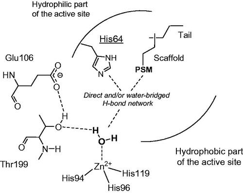 Figure 1. CA activation mechanisms. Activators bind in the middle of the active site and contain a proton shuttle moiety (PSM) of the amine, imidazole or carboxylate type with an appropriate pKa for the proton transfer processes, usually in the range of 6–8.
