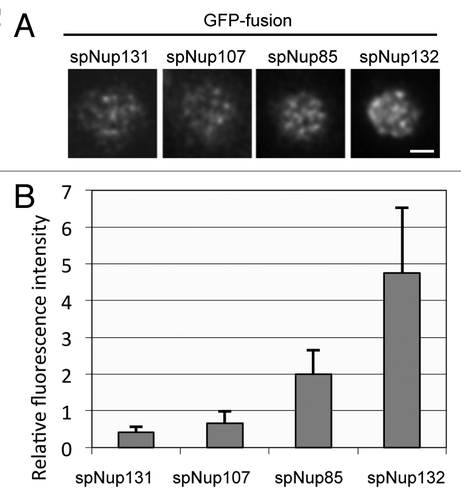 Figure 3. Fluorescence intensities of GFP-tagged nucleoporins measured by HILO microscopy. (A) HILO microscopy images of cells expressing spNup131-GFP, spNup107-GFP, spNup85-GFP, and spNup132-GFP. The nuclear region of a single cell is shown. The scale bar indicates 1 μm. (B) Fluorescence intensity of nucleoporins in single NPCs. Average and standard deviation are shown.