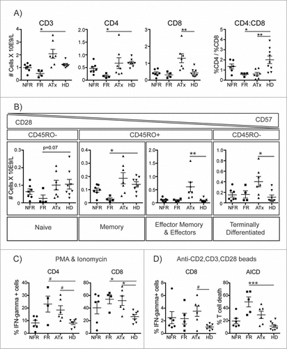 Figure 4. T Cell Subset Distribution and Function in AML Patients is Affected by Prior Therapy. (A) Total T cells (CD3+), CD4+ T cells (CD3+CD4+CD8−) and CD8+ T cells (CD3+CD4−CD8+) were enumerated in AML patients in CR following chemotherapy with NFR regimens (n = 7) or FR regimens (FR, n = 4) or >12 months post-allogeneic stem cell transplant (ATx, n = 7), compared to age-matched HD (n = 8). PBMC were thawed and analysed by flow cytometry. Enumeration was estimated based on cell subset frequency and the lymphocyte count recorded at the time of sample collection. (B) CD8+ T cell subsets (naïve CD28+CD45RO−CD57−, memory CD28+CD45RO+CD57+/−, effector/effector memory CD28−CD45RO+CD57+ and terminally differentiated CD28−CD45RO−CD57+) were detected in the experiment shown in (A). (C) Thawed PBMC were rested overnight then stimulated with 50ng/mL PMA and 1ug/ml ionomycin or (D) anti-CD2/CD3/CD28 beads (1 bead: 2 PBMC) for 5 hours, with brefeldin A and monensin added for the final 4 hours. IFN-gamma production by CD4+ and CD8+ T cells was evaluated by flow cytometry. AICD was calculated as % loss of viable CD3+ T cells (determined by Fixable Live/Dead Violet staining) in the PBMC samples in stimulated versus unstimulated conditions. Each data set was tested for normality by the Shapiro-Wilk normality test and analysed by standard one-way ANOVA with Dunnett's multiple comparison test or Kruskal-Wallis Test with Dunn's multiple comparison test as appropriate. # p < 0.1, #p < 0.05, ##p < 0.01, ###p < 0.001.
