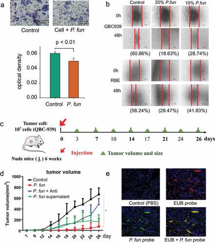 Figure 7. In vitro and in vivo assays show the inhibitory effect of P. fungorum on tumor growth. (a) Transwell assay of P. fungorum and bile duct cancer cells. (b) Scratch assay of QBC939 (top panel) and RBE cells (bottom panel) with the addition of bacterial P. fungorum supernatant (no viable bacteria). Percentages in parentheses indicate the percentage of scratch healing. (c) Schematic diagram of the mouse experiment. (d) Volume changes of transplanted tumors in PBS and P. fungorum-treated mice in vivo experiments. (e) FISH fluorescence staining of nude mouse transplanted tumor sections. The red color indicates the EUB probe signal, while the green color indicates the P. fun probe signal. P. fun, Paraburkholderia fungorum.