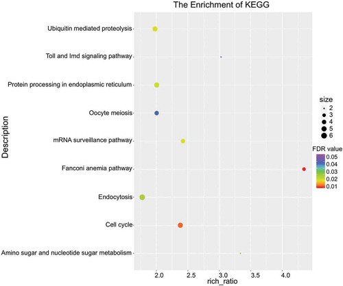 Figure 5. Enriched pathways of genes by DAS. Bubble chart indicating KEGG pathway enrichment for the genes featured by DAS and calculated with FDR values.