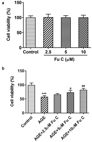 Figure 1. Fumitremorgin C elevates the cell viability of AGE-induced SW1353 cells. (a) The cell viability of SW1353 cells exposed to fumitremorgin C. (b) The cell viability of AGE-induced SW1353 cells exposed to fumitremorgin C. ***P < 0.001 Versus Control. #P < 0.05, ##P < 0.01 Versus AGE. Fu C: Fumitremorgin C.