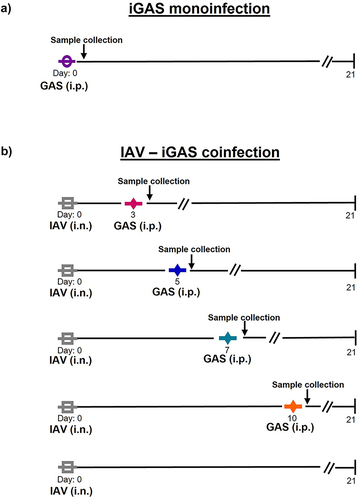 Figure 1. Development of a murine model of iGAS infection and IAV – iGAS coinfection. a) Balb/C mice were intraperitoneally (i.p.) inoculated with a non-lethal dose of the GAS strain MGAS315 on day 0 and morbidity and mortality were monitored for 21 d (n = 16). b) separate groups of Balb/C mice were intranasally (i.n.) infected with a non-lethal dose of IAV (HK68) followed by a non-lethal intraperitoneal (i.p.) infection with MGAS315 on days 3, 5, 7, or 10 and morbidity and mortality were determined (n = 16 IAV only; n = 8 superinfected groups). In some experiments blood, lungs and spleens were collected 24 h after GAS infection for bacterial quantification and serum cytokine analysis. Additional controls included infecting mice with a non-lethal dose of IAV only and monitoring morbidity and mortality.