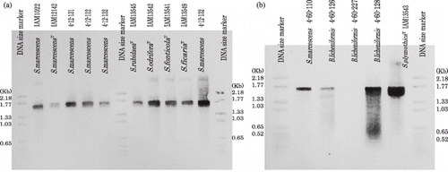 Figure 1  Amplified serratial metalloprotease gene from reference strains of (a) Serratia spp. and (b) isolated proteolytic Serratia marcescens and proteolytic Bacillus licheniformis. The DIG labeled 1.68 Kb amplified fragment of S. marcescens (4-12-132) was used as a probe and the DIG labeled size standard VI (pBR 328 digested by HinfI) was used as a size standard.