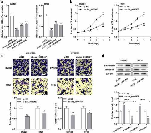 Figure 2. Knockdown of circ_0000467 impeded the multiplication, migration, and invasion of CRC cells