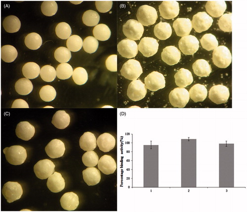 Figure 3. Eudragit S100 coated IgY microbeads. (A) The unloaded beads. (B) IgY-loaded beads. The loading efficiency was 21%. (C) Coated microbeads. The coating rate was 35%. (D) The effect of coating process on the IgY biological activity in the microbeads. (1) Drug-loaded microbeads, (2) coated pellets of Eudragit S100 (aqueous dispersion solvent) and (3) coated pellets of Eudragit S100 (organic solvent).