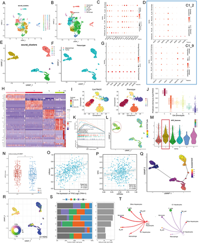 Figure 5 Single cell analysis. (A) Cells were clustered into 23 types via Uniform Manifold Approximation and Projection (UMAP) plot dimensionality reduction algorithm, each color represents a unique cluster. (B) 6 cell types were identified with its unique gene marker in UMAP dimensionality reduction analysis. (C) Bubble plot demonstrating each cell type and its gene marker. The bubble color represents the average expression and the bubble size represents the percent expression. (D) Bubble plot demonstrating expression of the hub genes in C1_2 (the upper part) and C1_9 (the lower part). The bubble color represents the average expression and the bubble size represents the percent expression. (E) Hepatocyte are distinguished from all other cells based on UMAP dimensionality reduction analysis. (F) UMAP dimensionality reduction analysis demonstrating the tissue origin of hepatocytes. Red for the adjacent liver, blue for the tumor. (G) Bubble plot demonstrating expression of the hub genes in C1_2 in 1824 hepatocytes. The bubble color represents the average expression and the bubble size represents the percent expression. (H) Heatmap demonstrating the feature genes of each cell cluster. (I) tSNE demonstrating the degree of differentiation of each hepatocyte cluster assessed by CytoTRACE. (J) Box plot showing the differentiation score of each hepatocyte cluster. (K) Up-regulated HALLMARK pathways in Cluster 1. Different gene sets are represented by lines of different colors, and up-regulated genes are located on the left approaching the origin of the coordinates, while the down-regulated genes are on the right of the x-axis. Only gene sets with NOM p < 0.01 and FDR q < 0.06 were considered significant. The top 5 gene sets are displayed in the plot. (L and M) UMAP (L) and violin (M) plots showing the expression of NPC feature in 1824 hepatocytes, respectively. For UMAP, each point corresponds to a hepatocyte and is color-coded to reflect density. (N) Box plot showing the difference in tumor stemness measured by mRNAsi between the two NPC subtypes of TCGA-LIHC. (O and P) Correlation between TPX2 (O), NPC (P) levels and mRNAsi (TCGA-LIHC, Spearman method). (Q) Monocle 3 pseudotime analysis for 1824 hepatocytes. (R) Cell cycle phase projected onto the UMAP. Approximately, 0.5p is associated with the beginning of S phase, p with the beginning of G2M phase, 1.5p with the middle of M phase, and 1.75p-0.25p with G1/G0 phase. (S) Bar chart on the left showing the relative percentage of cells in different phases across different cell clusters. The x axis represents the proportion of cells in different phases, while the y axis represents the identified six clusters. Bar chart on the right showing the relative number of cells in each cluster. (T) Circle plot showing the potential ligand-receptor pairs between cluster 1/other cluster hepatocytes and other type cells (predicted by CellphoneDB). **P < 0.01.