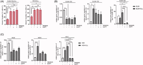 Figure 2. Notch signaling in stromal cells after CLL contact is not affected by Idelalisib treatment. (A) Apoptotic CLL cells were cultured on EL08-1D2 and HS-5 stromal cells under baseline conditions or after addition of Idelalisib (5 µM, 24 h) or DAPT (10 µM, 4 d) or combination of both. CLL cells were assessed by Annexin-V/PI staining (n = 7). (B) EL08-1D2 and (C) HS-5 cells were cocultivated with CLL cells for 5 d under basal conditions. Idelalisib (5 µM, 24 h) or DAPT (10 µM, 4 d) or combination of both was added. After separation changes in the relative gene expression of the stromal Notch receptors Notch1, Notch2 and the transcription factor Hes1 were analyzed by qPCR in stromal cells (n = 6) (grey columns). The results were normalized to monocultured EL08-1D2 or HS-5 cells as control (white column). Bars indicate the standard error of the mean. ns (not significant); *p < 0.05; **p < 0.01; ****p < 0.0001. Abbreviations: CLL: chronic lymphocytic leukemia cells; DAPT: N-[N-(3,5-Difluorophenacetyl)-L-alanyl]-S-phenylglycine t-butyl ester; p: p-value.