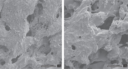 Figure 4 (A) Fibroblast adhesion on unetched PLGA; (B) fibroblast adhesion on etched PLGA. Increased fibroblast numbers and spreading was observed on unetched compared to etched PLGA. Bars = 100 μm.