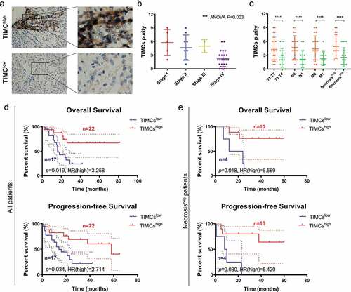 Figure 4. Validating TIMC’s positive prognostic value in Fudan University Shanghai Cancer Center (FUSCC) cohort. (a) Low and high magnification views of two groups’ TIMCs. (b-c) Higher TIMCs abundance was correlated with lower AJCC stage, pT stage, pN stage, pM stage, and samples presenting necrosis showed higher TIMCs. (d) Higher TIMCs infiltration was positively correlated with both overall survival (p < .05) and progression-free survival (p < .05). (e) In samples which did not present necrosis, higher TIMCs infiltration was still positively correlated with both overall survival (p < .05) and progression-free survival (p < .05).