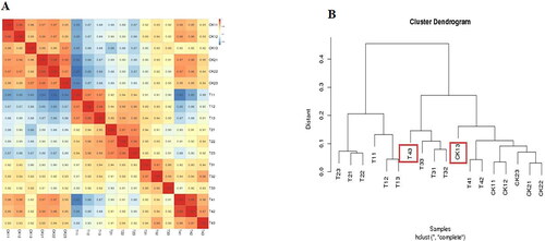 Figure 4. Correlation of RNA-seq data among different samples of common bean varieties ‘WZWJD’ and ‘HZYTJ’. Heatmap (A) of correlation coefficient values across samples based on RNA-seq FPKM. Cluster tree (B) based on the distances of expressed genes. CK11, CK12 and CK13 are the three biological replicates of ‘HZYTJ’ sampled at 0 h; T11, T12 and T13 at 6 h; T31, T32 and T33 at 12 h. CK21, CK22 and CK23 are the three biological replicates of ‘WZWJD’ sampled at 0 h; T21, T22 and T23 at 6 h; T41, T42 and T43 at 12 h. Samples (leaves and roots) were collected at three time points, specifically, when untreated (0 h), when wilting after treatment (6 h after treatment), and after transfer to 1/2 Hoagland solution rehydration treatment (12 h after transfer).