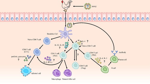 Figure 2. The Possible adaptive immune response against H9N2 AIV infection in chicken. The mechanisms of cytokines and signaling molecules in adaptive immunity remain largely elusive in chickens, so relevant studies of mice and humans are cited to furnish explanations. After the H9N2 virus infects chickens, it is recognized by antigen-presenting cells (APCs), among which DCs are the most important. DCs present extracellular and intracellular antigens to naive CD4 and CD8 T cells after capturing and processing antigens, respectively. CD4 T cells subsequently differentiate into Th1, Th2, and Th17 cells. Th2 cells are induced by autocrine IL-4 from naive CD4 T cells. Th1 cells are induced by IL-12 and IL-18 secreted by DCs. Th1 cells promote the activation of cytotoxic T lymphocyte (CTL) cells, which induce cytotoxicity by secreting IL-2 and IFN-γ, and, then granzyme and perforin are important effector molecules of CTL cells. Meanwhile, Th2 cells secrete IL-4 and IL-5, which promote the production of virus-specific antibodies by B cells.