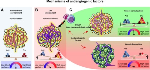 Figure 3 Effects of antiangiogenic factors on the tumor vasculature.Notes: (A) The normal vasculature is maintained by the balance of pro- and antiangiogenic factors, which ensure the perfusion of sufficient oxygen and other nutrients to all cells. (B) In the tumor, excessive amounts of proangiogenic factors, such as VEGF, are produced, leading to the growth of an abnormal and inefficient vascular network, resulting in an impairment of blood flow and resistance to chemotherapy, radiotherapy, and immunotherapy. (C) Antiangiogenic factors are thought to destroy tumor blood vessels, eventually starving the tumor to death or inducing its dormancy. It has also been suggested that antiangiogenic factors can normalize vessels, improving tumor blood flow and sensitizing the tumor to radiotherapy and chemotherapy. Antiangiogenic factors may also abolish tumor vascularization by disrupting the proangiogenic effects of GSCs and bone marrow-derived cells.Abbreviations: GB, glioblastoma; GSCs, GB stem-like cells.