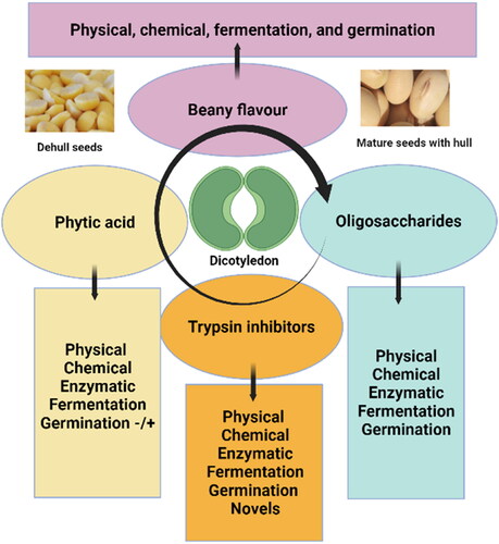 Figure 1. Soybean consumption constraints and possible ways for their reduction/elimination. Photos of soybeans seeds dehull seeds and dicotyledon structures are included. This figure was created using BioRender (https://biorender.com/).