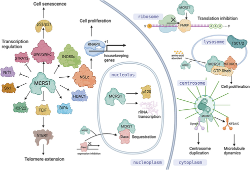 Figure 1. Diverse functions of MCRS1 and its isoforms in different subcellular compartments. In the nucleus, MCRS1 interacts with a variety of transcription factors, histone modifiers, and chromosome remodelling complexes to regulate cell proliferation and stress responses. In the nucleolus, it activates rRNA transcription and controls activity of transcription regulators by sequestration. In the cytosol, it binds to FMRP to regulate mRNA translation. On the cytoplasmic surface of lysosome, it interacts and activates mTOR pathway regulators. It also localizes at the centrosome for keeping its integrity and regulating k-fiber dynamics during mitosis. Figure produced by BioRender.