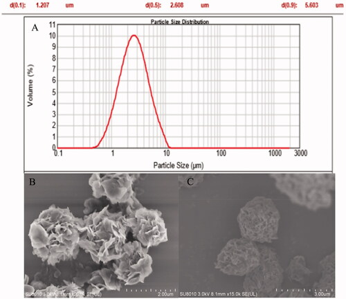 Figure 1. (A) Profile of particle distribution of FDKP-INS microsphere dry powder inhalation; spray-dried powder morphology visualized by scanning electron microscopy; (B) blank microsphere dry powder inhalation; (C) INS@FDKP-MPs microsphere dry powder inhalation.