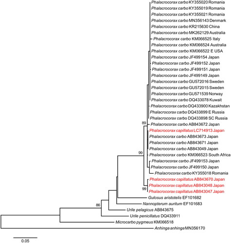 Figure 1. ML phylogeny of cormorants (Phalacrocoraciformes) based on COI sequences (696 bp). Numbers along branches represent bootstrap support values (>70%) based on 1000 pseudoreplications. Note the position of LC714913 among P. carbo rather than P. capillatus.