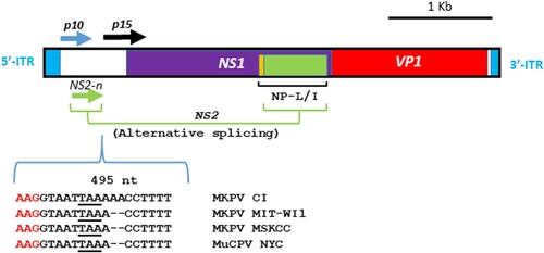 Figure 2. Gene organization of MKPV MIT-WI1. The 4440 nt genome of MIT-WI1 with 5′ and 3′ ITRs contains ORFs which are predicted to encode NS1 (viral replicase), VP1 (capsid protein), accessory proteins p10, p15 and NP-L/I embodied in NS1. NS-2 is formed via alternative slicing which joins the N-terminal ORF (NS-2n in green) and the partial aa sequence of NP-L/I (in green) [Citation5]. This gene organization is conserved among known MKPV/MuCPV strains [Citation10]. There is a dinucleotide deletion at nucleotide 495 in the MIT-WI1 as well as MKPV MSKCC and MuCPV NYC compared with MKPV CI [Citation10].