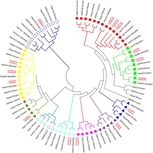 Figure 1. Phylogenetic analysis of the CiHSP genes in grass carp.Note: Molecular phylogeny analysis of CiHSP genes was performed using MEGA11. Red circles represent subfamily HSP1; Light green squares represent subfamily HSP8; Blue triangles represent subfamily HSP5; Purple triangles represent subfamily HSP9; Pink diamonds represent subfamily HSP13; Brown green circles represent subfamily HSPh1; Yellow circles represent subfamily HSP4; Blackish green diamonds represent subfamily HSP14; Cyan hollow circles represent HSPhyou1; Deep blue hollow squares represent subfamily HSP12.