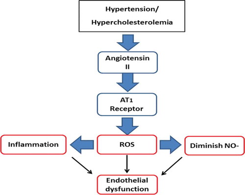 Figure 2. The relationship between hypercholesterolemia, hypertension, and endothelial dysfunction.
