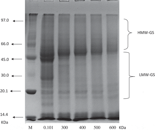 Figure 2a. SDS-PAGE profile of wheat flour sample as affected by pressure treatment.