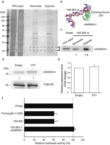Figure 3. The second quarter fragment (150–263 nt) represses NDRG1 by increasing the binding affinity of HNRNPA1 under hypoxia. (a) Gel electrophoresis of nuclear proteins after RNA pull-down assays. Nuclear proteins were extracted from MCF-7 cells growing in hypoxia for 24 h or normoxia. Biotin-labeled NDRG1-OT1 (150–263 nt) was used as the bait to pull down interacting proteins. Total nuclear proteins were visualized with silver staining. Differentially expressed proteins were isolated from the gel (area indicated by the closed bracket) and analyzed by mass spectrometry. (b) Bioinformatics prediction of docking between NDRG1-OT1 (150–263 nt) and HNRNPA1 (green). Protein 3D structure of HNRNPA1 was modeled by Phyre2 [Citation35]. The docking was predicted by HDOCK [Citation36]. nt: nucleotides. (c) Western blotting of HNRNPA1 to validate the results of pull-down assays and mass spectrometry analysis. Western blot (d) and quantification (e) of HNRNPA1 in MCF-7 cells transfected with NDRG1-OT1 plasmid. Internal control: TUBA1B. The relative expression level was normalized to empty control. (f) Luciferase activity of NDRG1 promoter activity in the absence of HNRNPA1. HEK293T cells treated with CoCl2 were co-transfected with Firefly luciferase and the second quarter fragment (150–263 nt) in the absence/presence of si-HNRNPA1 for 24 h. The results shown are the means ± SDs of at least 3 separate experiments. *: P < 0.05.