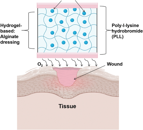 Figure 8. Oxygen releasing scaffold using micro-sized AOCs for new wound dressing, adapted with permission from [Citation122]. Copyright 2018 Jeongyeon Choi et al.