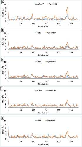 Figure 4. Per-residue RMSF of CBR1 structures during 100 ns of MD simulation. (A) Apo-NADP: CBR1 bound with NADP and ApoCBR1: CBR1 not bound to any substrates. (B) Apo-NADP: CBR1 bound with NADP. 4Z3D: CBR1 bound with GSH in closed form and NADP. (C) 2PFG: CBR1 bound with BiGF2 and NADP. (D) 3BHM: CBR1 bound with S-hydroxymethylglutathione and NADP. (E) 3BHJ: CBR1 bound with GSH, OH-PP and NADP.