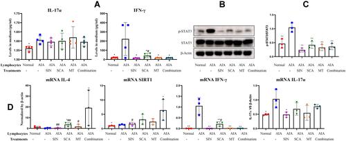 Figure 6 Effects of QLY-related anti-rheumatic compounds on AIA lymphocytes in vitro. (A) Levels of IFN-γ and IL-17α in the medium released by compounds-treated AIA lymphocytes, determined by ELISA; (B) expression of protein (p)-STAT3 in compounds-treated AIA lymphocytes, assessed by Western blot analysis; (C) quantification of assay B; (D) mRNA expression of IL-4, SIRT1, IFN-γ and IL-17α in compounds-treated AIA lymphocytes, evaluated by RT-qPCR. Statistical significance: *p < 0.05 and **p < 0.01 compared with untreated AIA lymphocytes; #p < 0.05 and ##p < 0.01 compared with AIA lymphocytes receiving combination stimulus (SIN + SCA + MT).