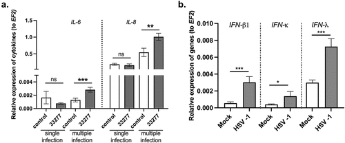 Figure 6. The host response to infection in OTG model. (a) Multiple infection of the OTG model with P. gingivalis stimulates production of IL-6 and IL-8 mRNA. IL-6 and IL-8 mRNA expression levels were measured by qPCR. Data represent mean ± SD of at least three replicates. ***p < 0.001, **p < 0.01. (b) OTG infection with HSV-1 elevates the mRNA expression levels of type I and type III interferons (IFNs). IFN-β1, IFN-κ, and IFN-λ mRNA expression levels were measured by qPCR. Data represent mean ± SD of at least three replicates. ***p < 0.001, *p < 0.1.