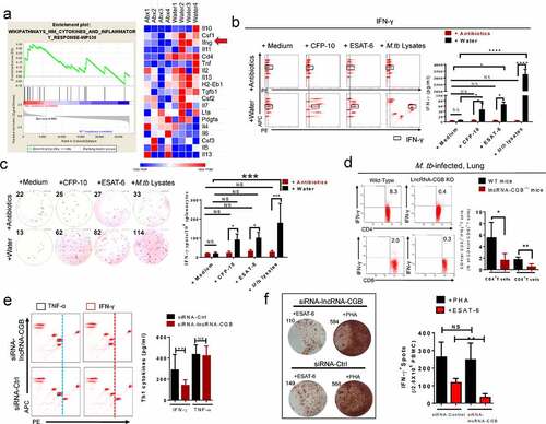 Figure 6. Gut microbiota and its regulated lncRNA-CGB modulate de novo IFN-γ responses during M. tuberculosis infection.