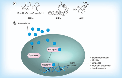 Figure 11.  Quorum sensing. (A) Main quorum-sensing autoinducers. (B) Quorum-sensing circuit.AHL: Acylhomoserine lactone; AIP: Autoinducing peptide; AI: Autoinducer.