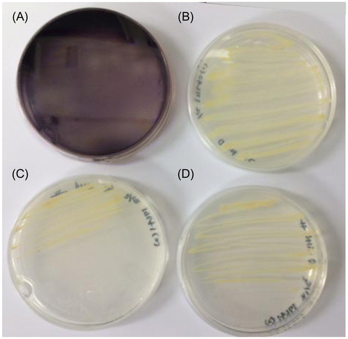 Fig. 5. Iodide oxidation by Rhodanobacter denitrificans strains 116-2 (A and C) and 2APBS1 (B and D). The strains were grown on R2A solid medium containing 1 g L−1 iodide (pH 5.0) in the presence (A and B) or absence (C and D) of 40 μM Cu2+ ion. In strain 116-2 with Cu2+ ion, the purple iodine–starch complex was observed due to I2 formation.