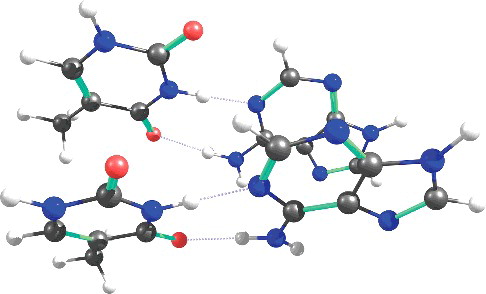 Figure 2. Adenine–thymine–adenine–thymine tetramer.