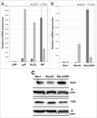 Figure 1. Gene expression of IDO1 and TDO in CTCL skin specimens and cell lines. Relative mRNA levels in (A) FFPE skin specimens of LRP, LyP, ALCL, MF, and in (B) the cell lines Mac1 (LyP-derived), Mac2A (LyP-derived), and MyLa2000 (MF-derived). mRNA expression levels are presented as mean +/− SD. (C) Western blot analysis of CTCL cell lines. A densitometer was used to evaluate the protein expressions and the adjusted density values for IDO1 and TDO fragments were calculated. MyLa2000 was chosen as calibrator (relative density value 1) and after normalization against β-actin, the adjusted density values for IDO1 in Mac1 and Mac2A cells were 0.48 and 0.4, respectively. Likewise, the corresponding density values for TDO were 1.43 and 1.45, respectively.