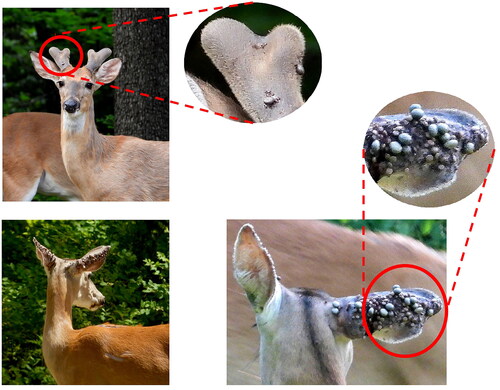 Figure 4. Images of lone star ticks feeding on white-tailed deer in close contact with cases 4 and 5. Photos courtesy of participants in cases 4 and 5.