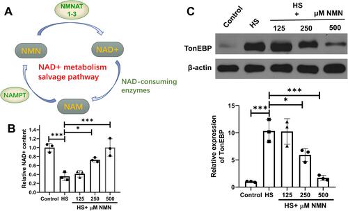 Figure 1 NMN moderated decreased NAD+ status of CEC in HS status. (A) The detailed salvage pathway of NMN metabolism. n = 3. (B) The NAD+ content in control group, HS status and 125, 250 and 500 μM NMN-treated HS group. n = 3, data presented as mean ± SD. One-way ANOVA with SNK multiple comparisons test. *P<0.05, ***P<0.001. (C) The expression of TonEBP in control group, HS status and 125, 250 and 500 μM NMN-treated HS group. n = 3, data presented as mean ± SD. One-way ANOVA with SNK multiple comparisons test. *P<0.05, ***P<0.001.