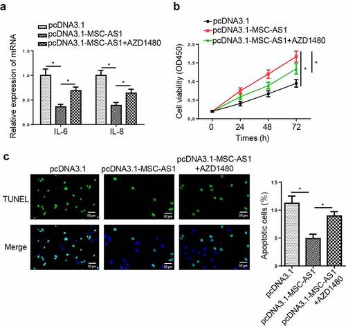 Figure 6. MSC-AS1 promotes chondrocytes proliferation and suppresses apoptosis via regulating JAK2/STAT3 signaling pathway.